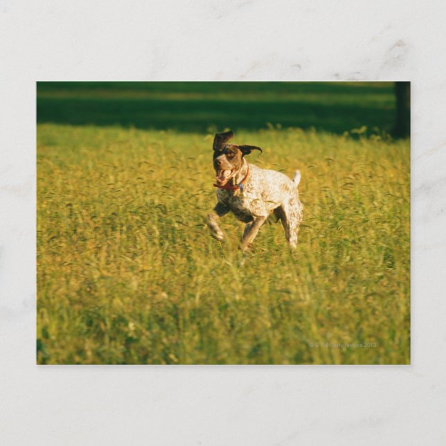 Dog running through grass postcard (Front)