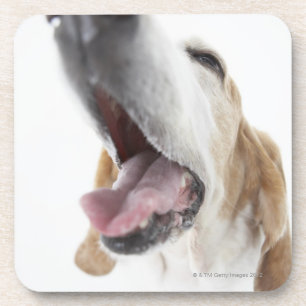 Dog 's nose,close-up coaster
