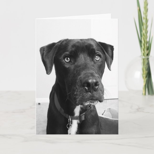 Dog series card (Front)
