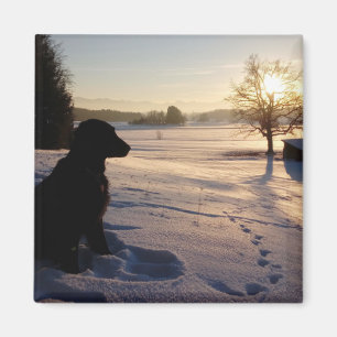Dog Silhouette in Snowy Landscape Magnet