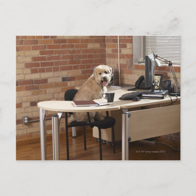 Dog Sitting at Desk Postcard (Front)