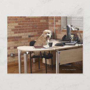 Dog Sitting at Desk Postcard