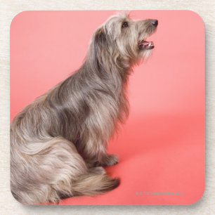 Dog sitting coaster