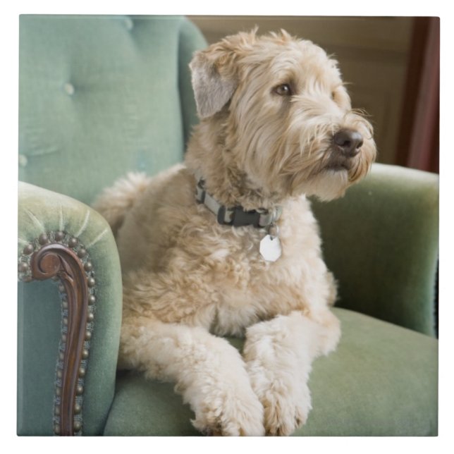 Dog sitting in armchair ceramic tile (Front)