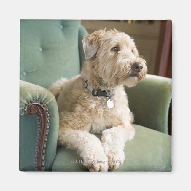 Dog sitting in armchair magnet (Front)