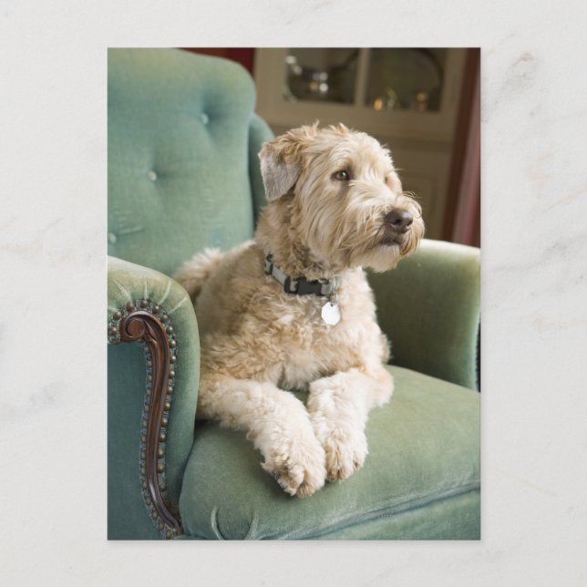 Dog sitting in armchair postcard (Front)
