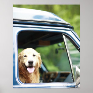 Dog Sitting in Car Poster