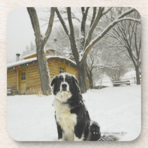 Dog sitting in snow with log cabin behind coaster