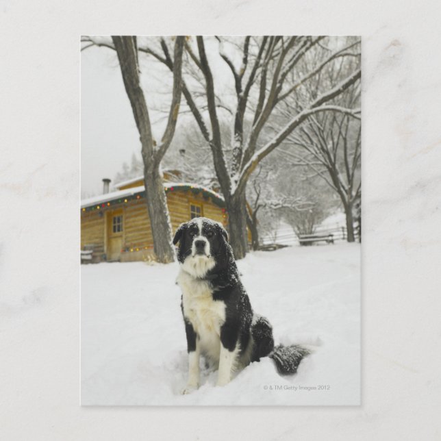Dog sitting in snow with log cabin behind postcard (Front)