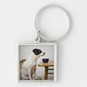 Dog sitting on a chair in front of a bowl on the key ring