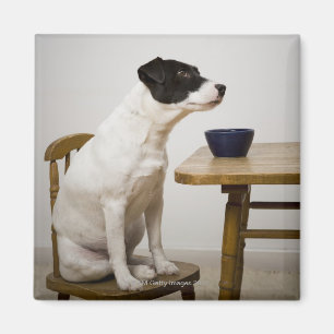 Dog sitting on a chair in front of a bowl on the magnet