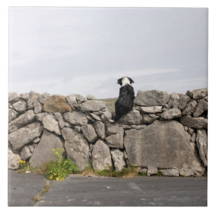 Dog sitting on a traditional Irish stone wall on Ceramic Tile