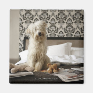 Dog sitting on bed with soft toys and newspaper magnet