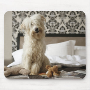 Dog sitting on bed with soft toys and newspaper mouse pad