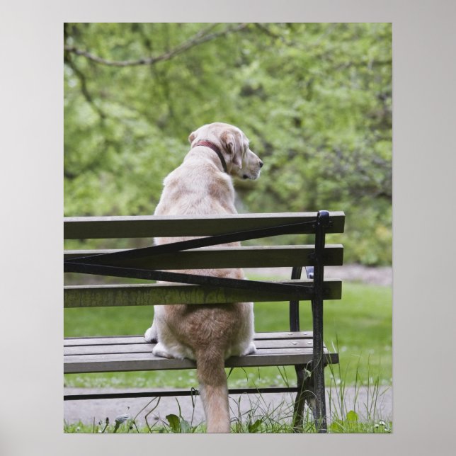Dog sitting on park bench poster (Front)