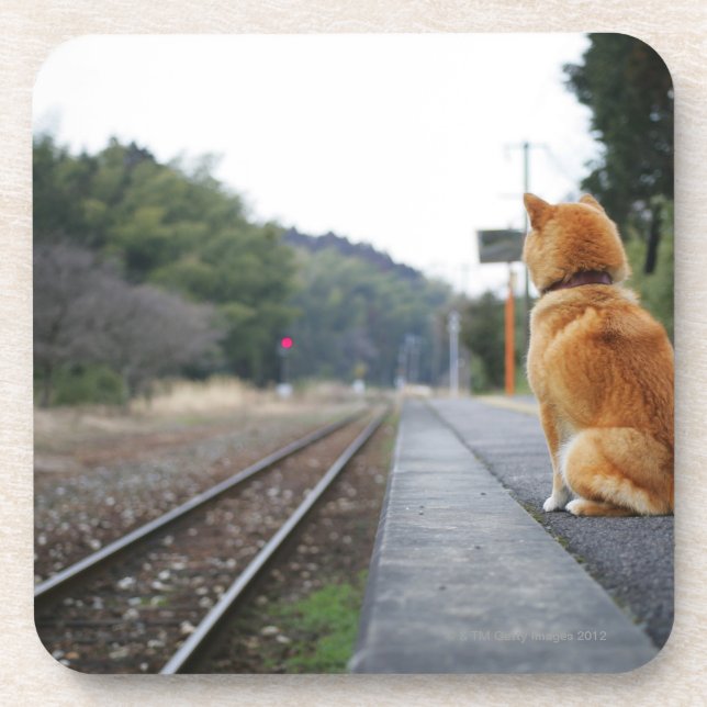 Dog sitting on train station coaster (Front)
