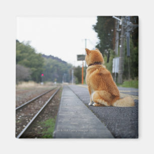Dog sitting on train station magnet