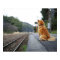 Dog sitting on train station