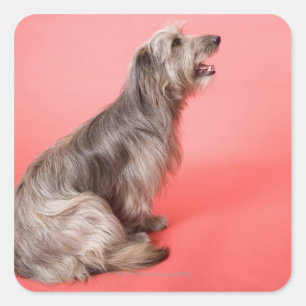 Dog sitting square sticker