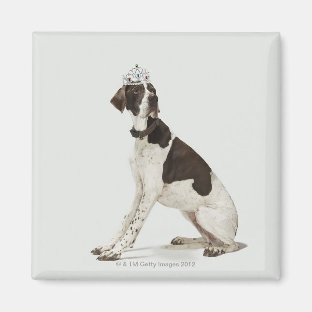Dog sitting with a tiara on head magnet (Front)
