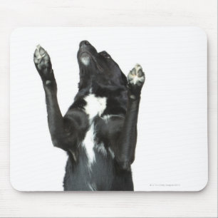 Dog sitting with paws up mouse pad
