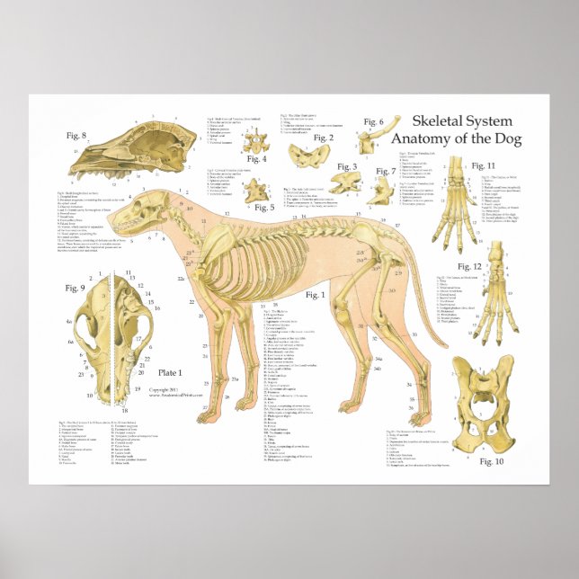 Dog Skeletal Anatomy Poster 18" X 24" (Front)