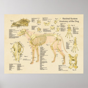 Dog Skeletal System Bones Anatomy Chart