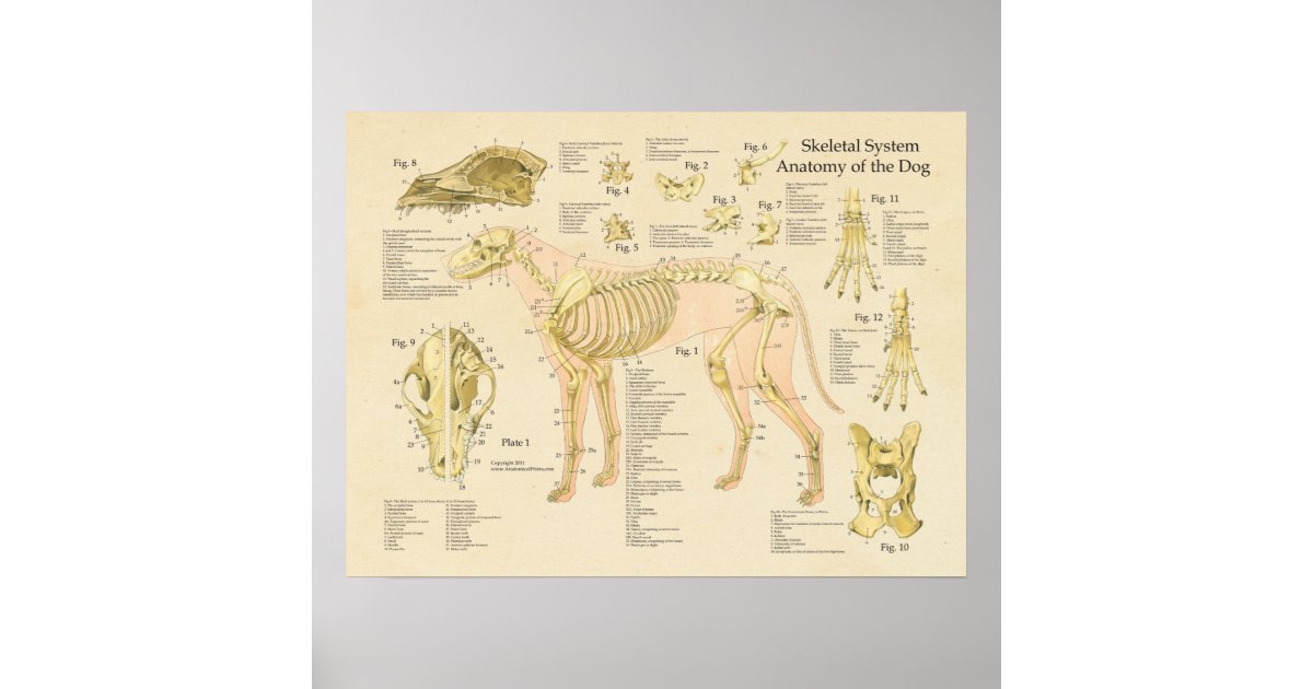 Dog Skeletal System Bones Anatomy Chart | Zazzle.com.au