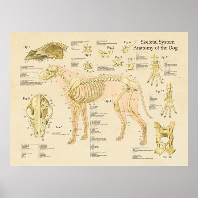 Dog Skeletal System Bones Anatomy Chart (Front)