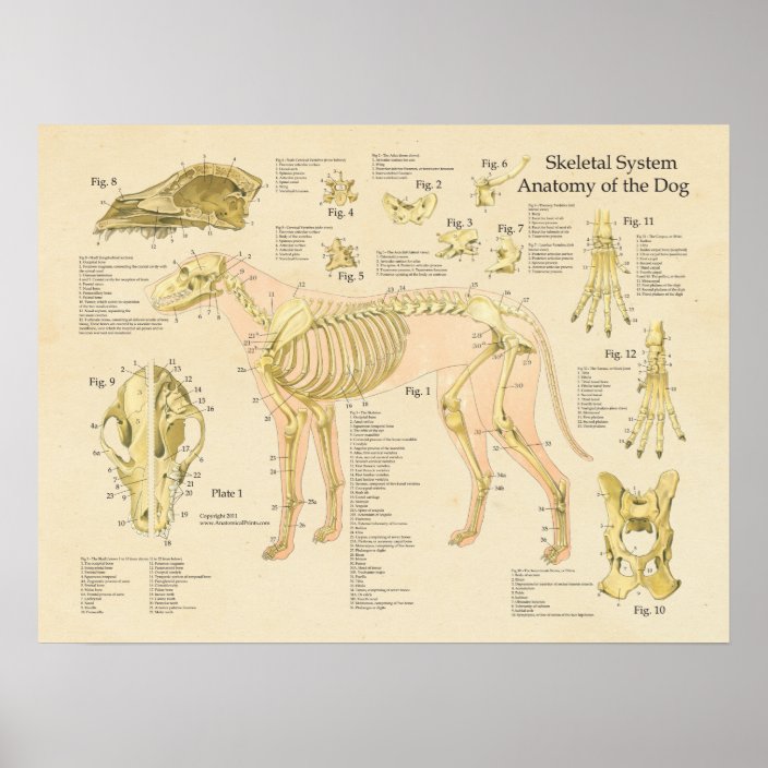 Dog Skeletal System Bones Anatomy Chart | Zazzle.com.au