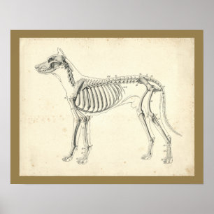 Dog Skeleton Bones Veterinary Anatomy Print