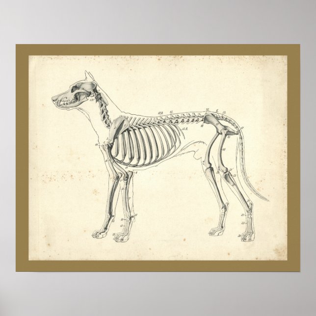 Dog Skeleton Bones Veterinary Anatomy Print (Front)