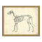 Dog Skeleton Bones Veterinary Anatomy Print