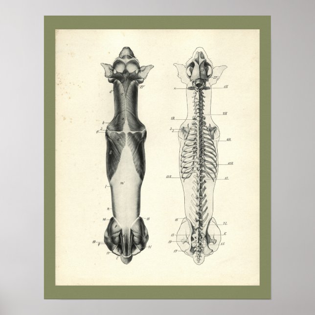 Dog Skeleton Spinal Column Muscles Anatomy Print (Front)