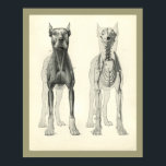 Dog Skull Legs Skeleton Muscle Anatomy Print<br><div class="desc">Vintage anatomical illustration of the dog. The anterior view of the dog showing the muscles and bones including the skull and rib cage. View more anatomy illustrations under our Veterinary Anatomy Category, and art under our Horse & Dog Prints Category. - Customise: Edit and change the border/background colour as needed....</div>