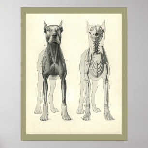Dog Skull Legs Skeleton Muscle Anatomy Print