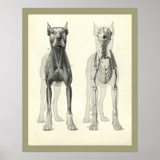 Dog Skull Legs Skeleton Muscle Anatomy Print