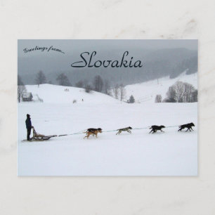 Dog Sled Team in Winter in Slovakia Postcard