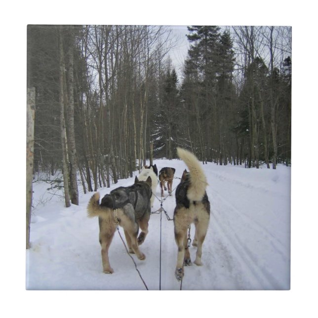 Dog Sledding in Quebec, Canada Ceramic Tile (Front)
