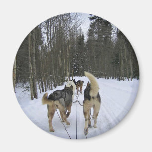 Dog Sledding in Quebec, Canada Magnet