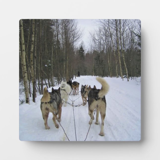 Dog Sledding in Quebec, Canada Plaque (Front)