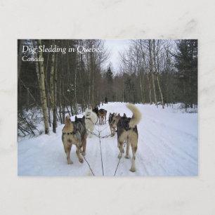 Dog Sledding in Quebec, Canada Postcard