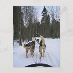 Dog Sledding in Quebec, Canada Postcard
