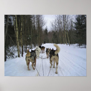 Dog Sledding in Quebec, Canada Poster