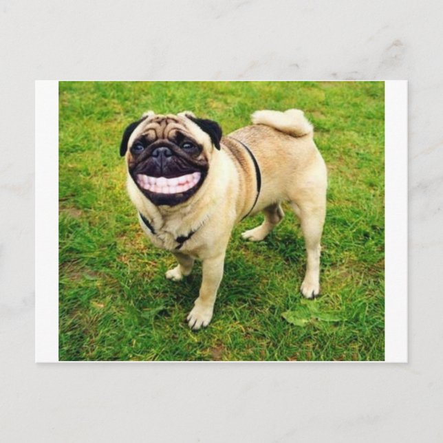 dog smile pug postcard (Front)