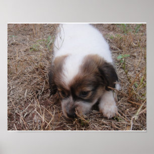 Dog Snap Poster