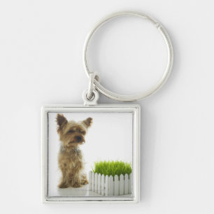 Dog sniffing neighbours yard key ring