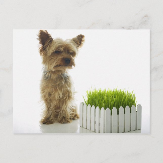 Dog sniffing neighbours yard postcard (Front)