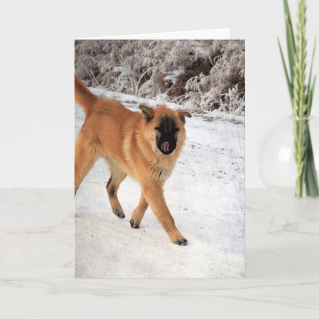 Dog Spotted on a Frosty Morning Walk All Occasions Card (Front)