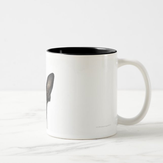 dog standing on 2 legs looking at camera Two-Tone coffee mug (Right)